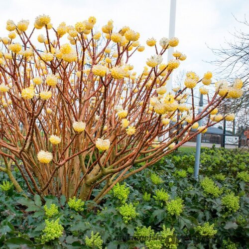 Edgeworthia chrysantha - papierový ker 80/100 cm v črepníku 18l Edgeworthia chrysantha