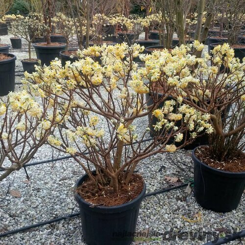 Edgeworthia chrysantha - papierový ker 80/100 cm v črepníku 18l Edgeworthia chrysantha