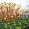 Edgeworthia chrysantha - papierový ker 80/100 cm v črepníku 18l Edgeworthia chrysantha