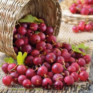 Egreš červený kríčkový Pax beztŕňový 20/25 cm, v črepníku Ribes grossularia Pax