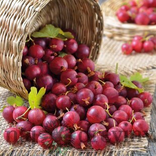 Egreš červený kríčkový Pax beztŕňový 20/25 cm, v črepníku Ribes grossularia Pax
