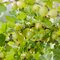 Egreš ‘Hinnonmäki Grön‘, výška 55/65 cm, v črepníku - samoopelivý egreš Ribes uva - crispa