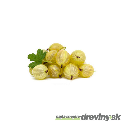 Egreš Invicta biely, výška 40/60 cm, v črepníku Ribes niveum Invicta