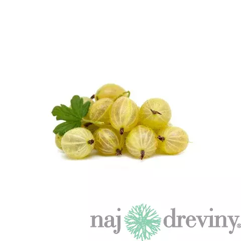 Egreš Invicta biely, výška 40/60 cm, v črepníku Ribes niveum Invicta