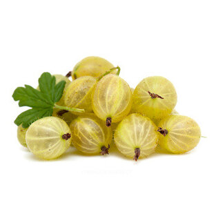 Egreš Invicta biely, výška 40/60 cm, v črepníku Ribes niveum Invicta