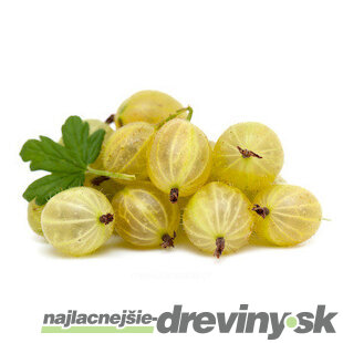 Egreš Invicta biely, výška 40/60 cm, v črepníku Ribes niveum Invicta