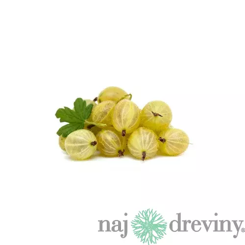 Egreš Invicta biely, výška 40/60 cm, v črepníku Ribes niveum Invicta