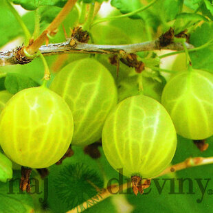 Egreš Karlin, stromčekový, voľnokorenný Ribes uva - crispa Karlin