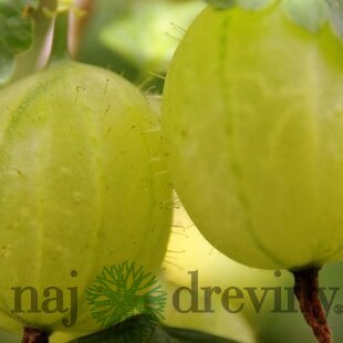 Egreš kričkový Hinnonmaki Grun Rod, v črepníku Ribes uva crispa Hinnonmaki Gul