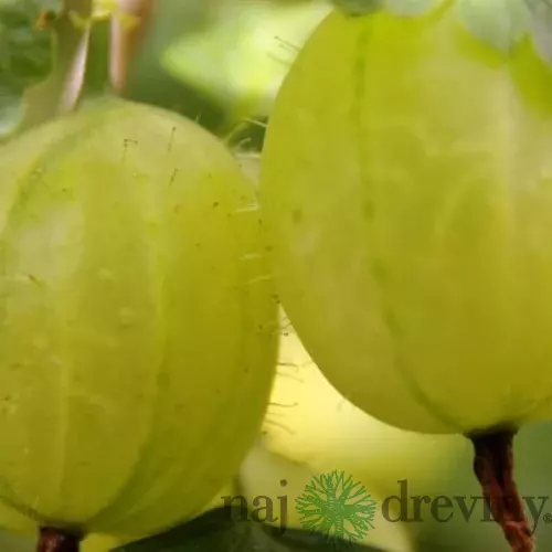 Egreš kričkový Hinnonmaki Grun Rod, v črepníku Ribes uva crispa Hinnonmaki Gul