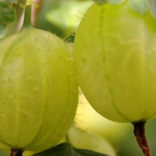 Egreš kričkový Hinnonmaki Grun Rod, v črepníku Ribes uva crispa Hinnonmaki Gul