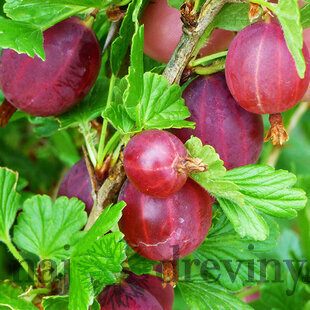 Egreš kričkový Hinnonmaki Rot, v črepníku Ribes grossularia Hinnonmaki Rot