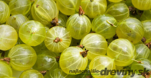 Egreš kričkový Lady Sun, výška 40/50 cm, v črepníku Ribes grossularia Lady Sun