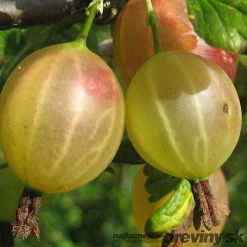 Egreš kričkový Puškinskij - biely, výška 20/50 cm, v črepníku 2l Ribes uva – crispa ´Puškinskij´