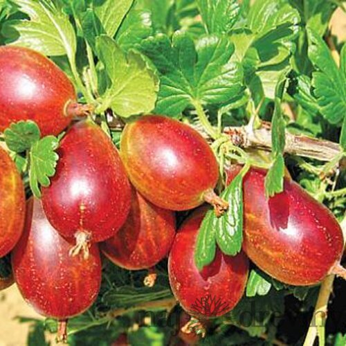 Egreš kričkový Rolanda, v črepníku Ribes grossularia Rolanda