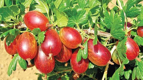 Egreš kričkový Rolanda, v črepníku Ribes grossularia Rolanda