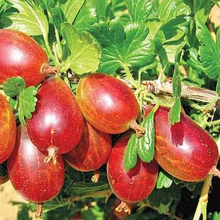 Egreš kričkový Rolanda, v črepníku Ribes grossularia Rolanda