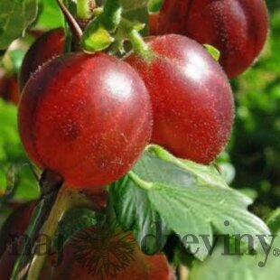 Egreš Niesluchowski, stromčekový, voľnokorenený Grossularia uva - crispa Niesluchowski