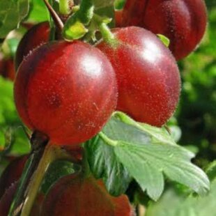 Egreš Niesluchowski, stromčekový, voľnokorenený Grossularia uva - crispa Niesluchowski