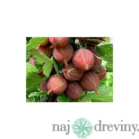 Egreš stromčekový Himnonmaki Rot červený 110/120 cm, v črepníku Ribes uva - crispa Himnonmaki rot