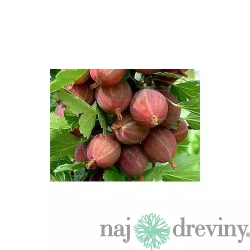 Egreš stromčekový Himnonmaki Rot červený 110/120 cm, v črepníku Ribes uva - crispa Himnonmaki rot