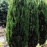 Erecta Viridis