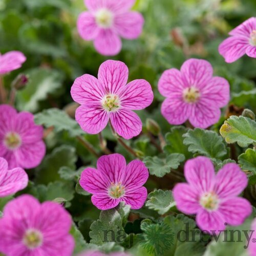 Erodium x variabile Bishop´s Form, výška 15/25cm, v črepníku Erodium x variabile Bishop´s Form
