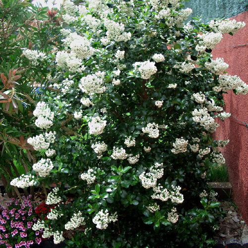 Escallonia Iveyii 40/80 cm v črepníku 10l Escallonia Iveyii