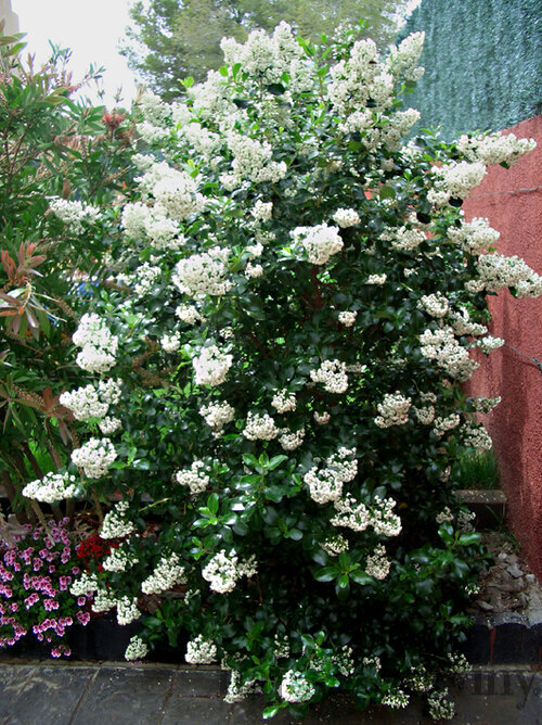 Escallonia Iveyii 40/80 cm v črepníku 10l Escallonia Iveyii