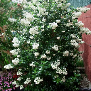 Escallonia Iveyii 40/80 cm v črepníku 10l Escallonia Iveyii