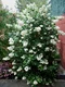 Escallonia Iveyii 40/80 cm v črepníku 10l Escallonia Iveyii