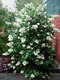 Escallonia Iveyii 40/80 cm v črepníku 10l Escallonia Iveyii