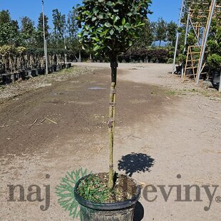 Escallonia Iveyii na kmienku 120/140 cm v črepníku 15l Escallonia Iveyii