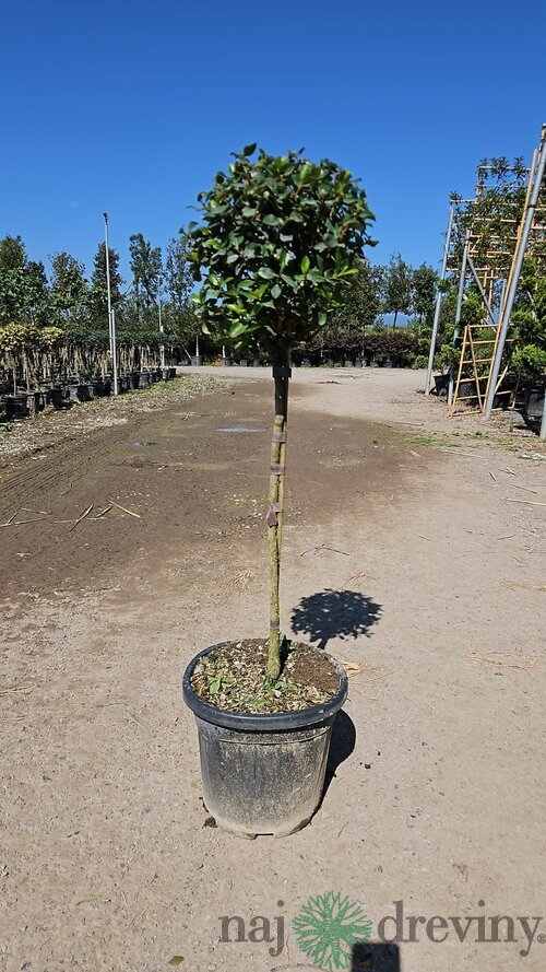 Escallonia Iveyii na kmienku 120/140 cm v črepníku 15l Escallonia Iveyii