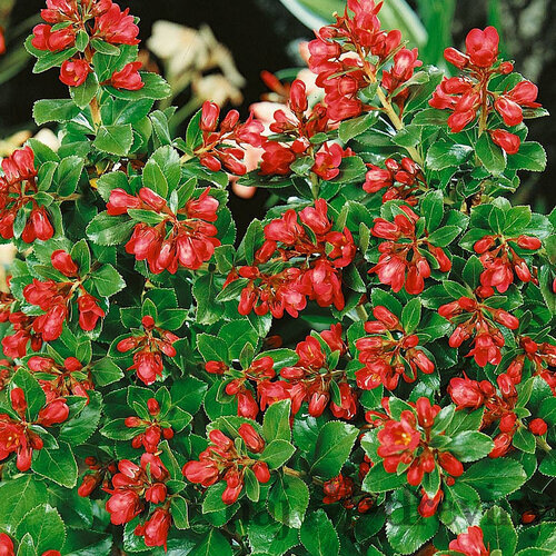 Eskalónia-červený sen , v črepníku 3L Escallonia Red Dream