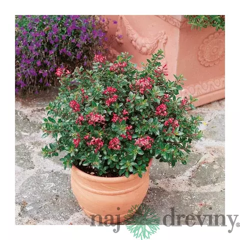 Eskalónia-červený sen , v črepníku 3L Escallonia Red Dream