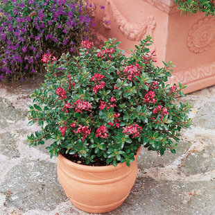 Eskalónia-červený sen , v črepníku 3L Escallonia Red Dream