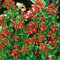 Eskalónia-červený sen , v črepníku 3L Escallonia Red Dream