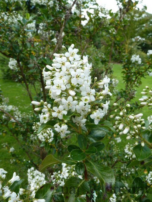 Eskalónia Iveyii, v črepníku 3L Escallonia Iveyii