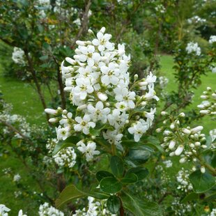 Eskalónia Iveyii, v črepníku 3L Escallonia Iveyii