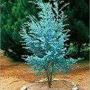 Eucalyptus gunii
