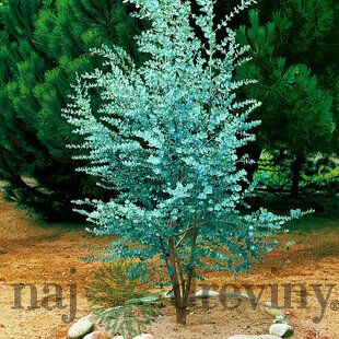 Eukalyptus pulverulenta “Baby Blue“, výška 25/50 cm, v črepníku 5l Eukalyptus pulverulenta ´BABY BLUE´