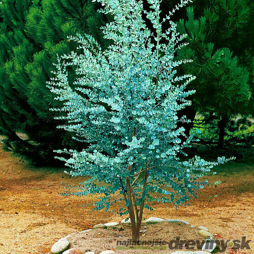 Eukalyptus pulverulenta “Baby Blue“, výška 80/100 cm, v črepníku 15l Eukalyptus pulverulenta ´BABY BLUE´