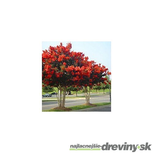 Evódia Velutina ( magický strom), výška 130/160 cm, v črepníku 5l Evodia velutina