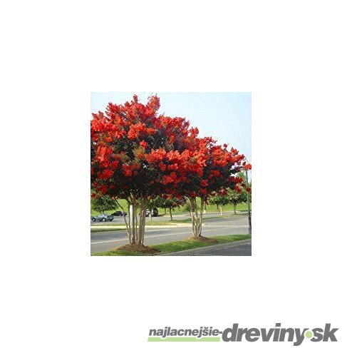 Evódia Velutina ( magický strom), výška 130/160 cm, v črepníku 5l Evodia velutina