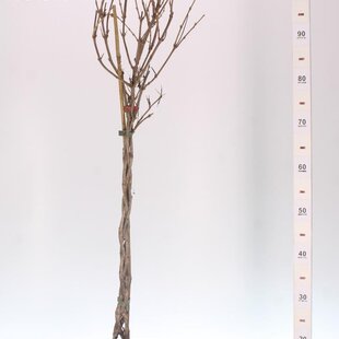 Exkluzívna Vajgela prepletaná na kmienku 80/120cm, v črepníku Weigela Nana Variegata