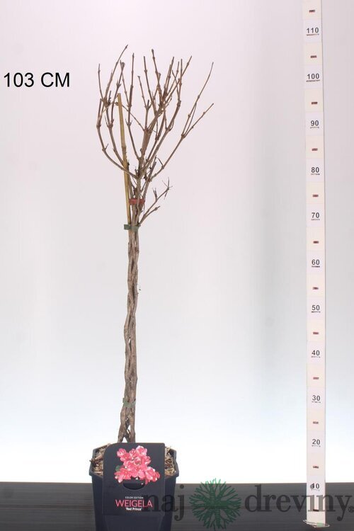 Exkluzívna Vajgela prepletaná na kmienku 80/120cm, v črepníku Weigela Nana Variegata