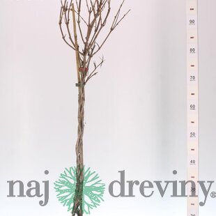 Exkluzívna Vajgela prepletaná na kmienku 80/120cm, v črepníku Weigela Nana Variegata