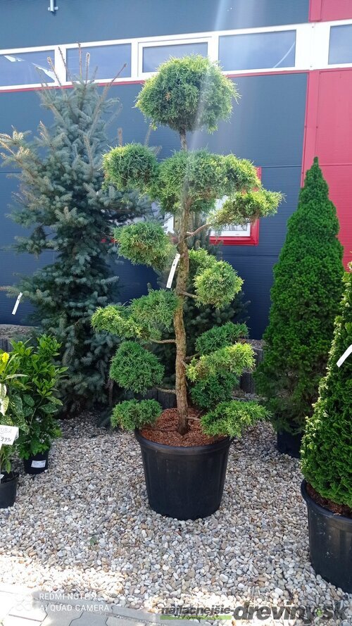 EXKLUZÍVNE Borievka Glauca XL Bonsai 200/220 cm, v črepníku Juniperus pfitzeriana Glauca