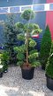 EXKLUZÍVNE Borievka Glauca XL Bonsai 200/220 cm, v črepníku Juniperus pfitzeriana Glauca
